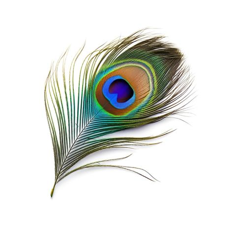 Peacock Feather Pictures, Feather Of Peacock, Peackok Feather Aesthetic, Peacock Feather Photo, Pecoke Feather Peacock Art, Morpich Image, Peacock Feather Aesthetic, Peacock Feathers Drawing, Picoke Bird