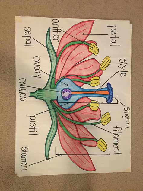 Parts of a flower Flower Biology Drawing, Reproductive Parts Of A Flower, Flower Diagram Science, Flower Parts Diagram, Parts Of Flower Diagram, Parts Of A Flower Anchor Chart, Biology Plants Notes, Parts Of Flower Project, Plant Parts Activities