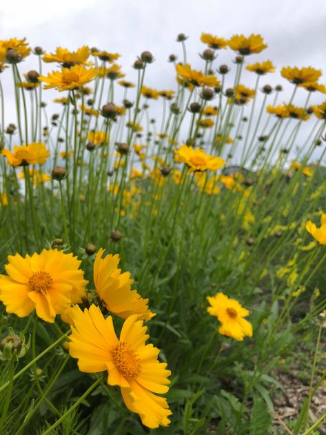 Lance Leaved Coreopsis, Tickseed Flower, Coreopsis Flower, Tickseed Coreopsis, Native Landscaping, Curb Appeal Landscape, Florida Plants, Flower Language, Garden 2023