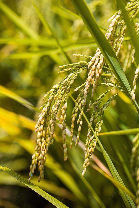 Paddy Rice In Summer Background Rice Crop Photography, Paddy Field Photography, Rice Field Photography, Rice Field Background, Cropping Photography, Rice Paddy Fields, Summer Background Images, Rice Farm, Rice Crop