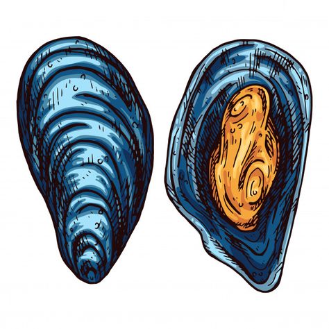 Mussels Illustration, Mussel Illustration, Mussels Drawing, Seafood Painting, Country Prints, Aquarius Signs, Blue Mussel, Blue Stickers, Food Paper