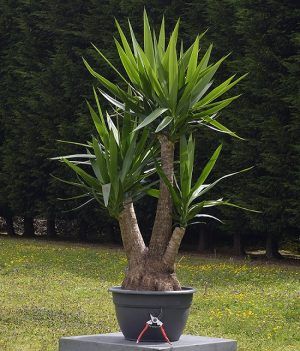 Yucca Plant: Types, Care, and Maintenance Spineless Yucca, Yucca Plant Care, Plants Around Pool, Houseplant Trellis, Indoor Plant Trellis, Yucca Tree, Plant Types, Snake Plant Care, Florida Plants