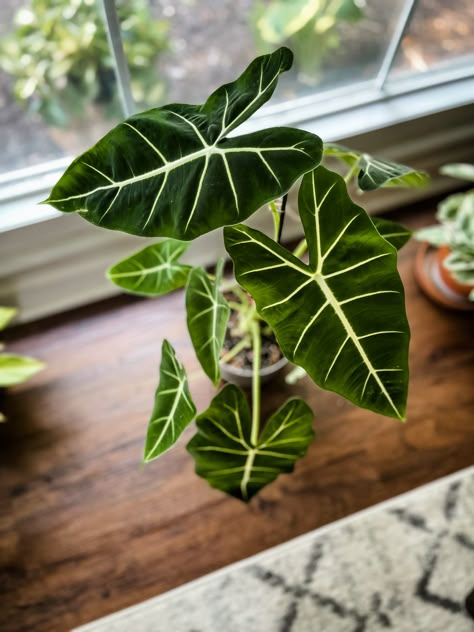 Alocasia Dragon Breath, Zebra Alocasia, Alocasia Brancifolia, Alocasia Macrorrhiza, Alocasia Frydek, Plant Diary, Planting Succulents Indoors, Alocasia Macrorrhiza Variegata, Plant Goals