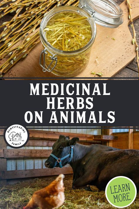 Horse Study, Farming Tips, Pet Remedies, Raising Farm Animals, Dog Shelter, Animal Medicine, Homestead Ideas, Animal Husbandry, Farm Living