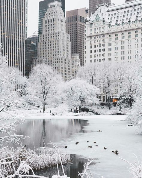 Winter in Central Park, New York New York Noel, Winter In New York, Whats Wallpaper, New York Winter, Nyc Christmas, Winter City, New York Photography, New York Central, New York Photos