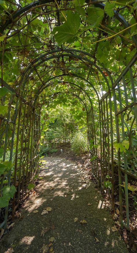 Biblical Botanical Garden | Rodef Shalom Biblical Botanical, Biblical Garden, Prayer Garden, Ancient Israelites, Small Door, Ancient Near East, Garden Entrance, World Religions, Holy Land