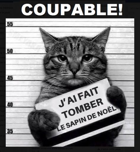 Nous avons trouvé le coupable qui a fait tomber le sapin et joué avec les décorations ^^ - photo sur AniPassion Image Chat, Funny Animal Quotes, 캐릭터 드로잉, Funny Animal Jokes, Funny Cat Memes, Funny Cat Pictures, Funny Animal Memes, Cute Cats And Kittens, Animal Jokes