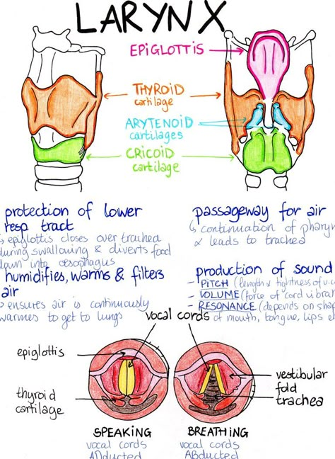 Bronchioles Anatomy, Alveoli Anatomy, Nasal Cavity Anatomy, Trachea Anatomy, Pharynx Anatomy, Larynx Anatomy, Respiratory Therapy Notes, Respiratory System Anatomy, Lungs Anatomy