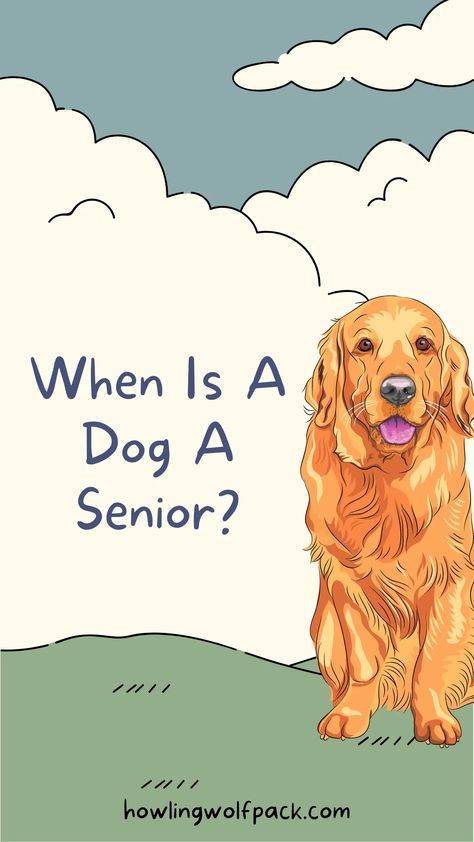 Is your dog getting older? Learn about the signs and when your dog is considered a senior. Discover how to provide the best care for their changing needs. Don't miss out on this valuable information - check out my guide today! Wolf Dogs, Senior Dogs, Getting Older, Howling Wolf, Pet Care Tips, Wolf Howling, Wolf Dog, Wolf Pack, Senior Dog