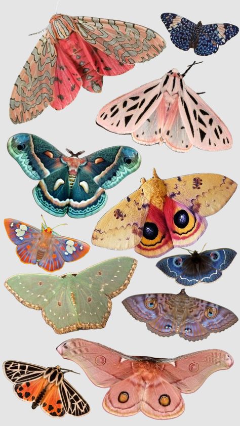 Emperor Moth, Types Of Butterflies, Art Coquillage, Wal Art, Moth Art, Bug Art, Beautiful Bugs, Insect Art, Arte Sketchbook