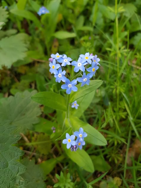 #forget-me-not #heart #flower #blueflower Flower Heart Aesthetic, Forget Me Not Plant, Forget Me Not And Sunflower, Love Me Not Flower, Forget Me Not Flowers Wallpaper, Forget Me Not Flowers Aesthetic, Forget Me Not Aesthetic, Forget Me Not Wallpaper, Blue Flower Aesthetic