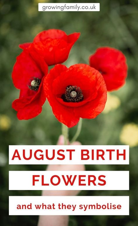 Just like birthstones, there are birth month flowers for every month of the year. Here we take a look at the August birth flowers - Poppy and Gladiolus. Includes links to the birth flowers for all other months of the year. #growingfamily August Flower Birth Month, Gladiolus Poppy, August Birth Flowers, Flower Gladiolus, Poppy Plant, August Flower, Flowers Poppy, August Flowers, August Birth Flower