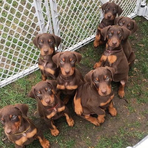 Doberman Puppy Red, Perro Doberman Pinscher, Red Doberman Pinscher, Blue Doberman, Doberman Puppies, Doberman Pinscher Puppy, Baby Puppy, Puppy Grooming, Doberman Pinscher Dog