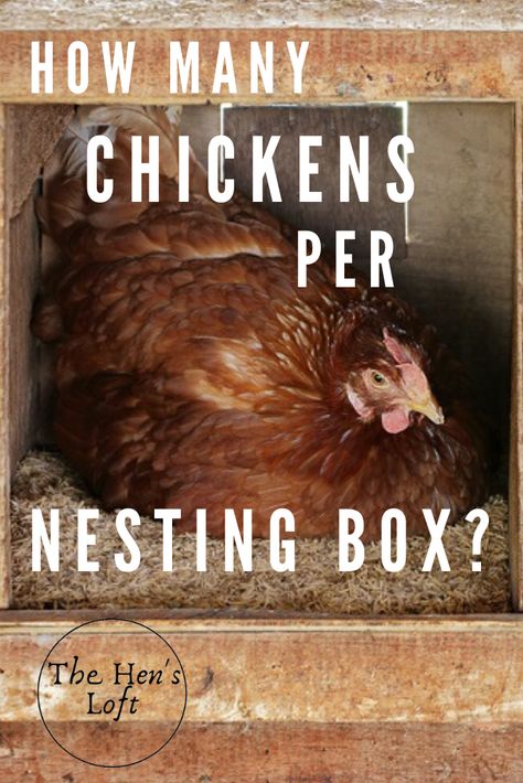 How many nesting boxes do you need for your chickens? This article from thehensloft.com goes over the requirements for chicken nesting boxes, including how many chickens per nesting box, what kind of bedding to use as well as what to look for in a good nesting box. Raising chickens is fun and having egg laying chickens can be rewarding, but you need to make sure you have the right number of nesting boxes first. #raisingchickens #backyardchickens #homesteading #thehensloft Crate Nesting Boxes For Chickens, Milk Crate Nesting Boxes, Crate Nesting Boxes, Diy Chicken Nesting Boxes, Nesting Boxes For Chickens, Small Chicken Breeds, Chicken Laying Boxes, Chicken Facts, Ideas For Chicken