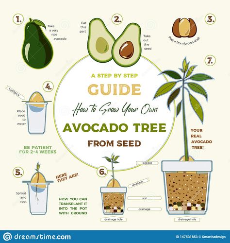 Avocado Tree From Seed, Growing Lemons, Avocado Seed Growing, Avocado Plant, Grow Avocado, Poster Green, Avocado Seed, نباتات منزلية, Tree Vector