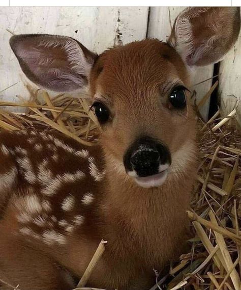 Regnul Animal, Big Brown Eyes, Pretty Animals, Silly Animals, Baby Deer, Cute Wild Animals, Cute Animal Pictures, Cute Creatures, Sweet Animals