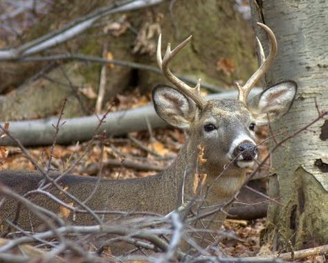 Great Deer Hunting Tips For Tree Stand/Ground Blind Placement, Spotting Deer and Taking The Critical Shot   It’s that time of year when ou... Deer Bedding, Deer Feeders, Deer Hunting Tips, Quail Hunting, Types Of Hunting, Deer Hunting Blinds, Whitetail Bucks, Hunting Life, Deer Family