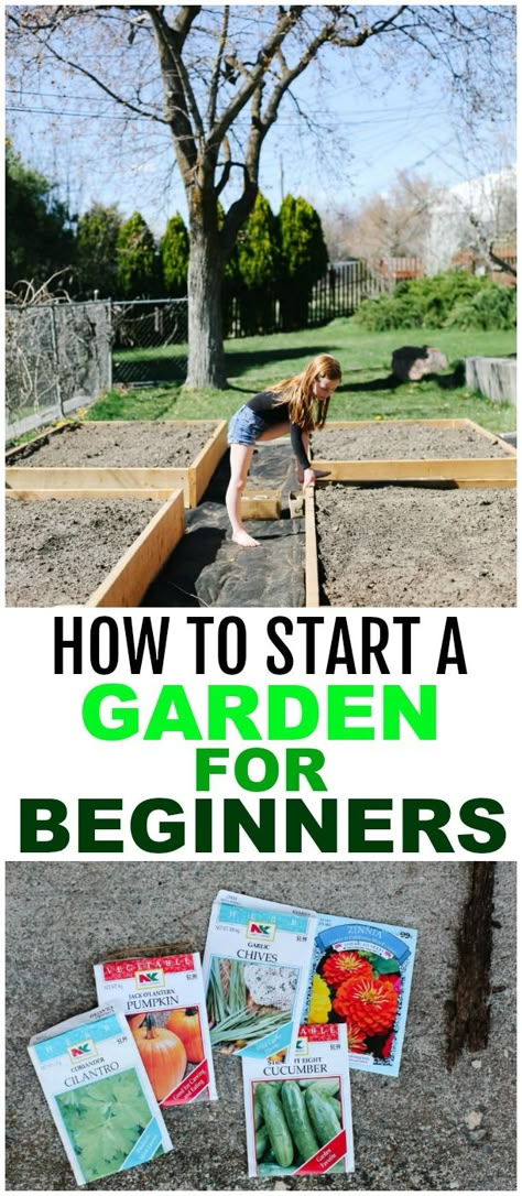 Easy Gardening Hacks, Starter Garden, Garden Boxes Diy, Start A Garden, Backyard Garden Layout, Garden For Beginners, Vegetable Garden For Beginners, Beginner Gardening, Future Garden