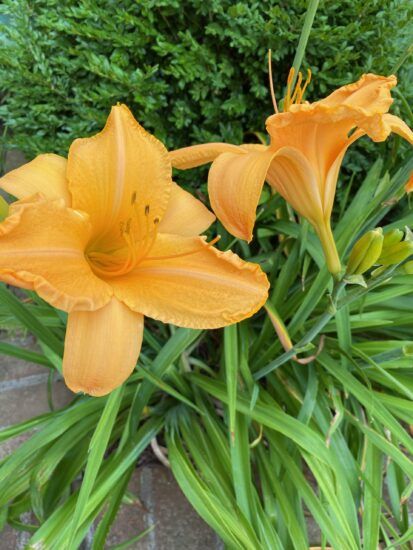 Daffodil Leaves, Day Lilies Care, Phoenix Garden, Monarch Butterfly Garden, Knot Garden, Lily Care, Hobby Farming, Florida Garden, Shade Garden Plants