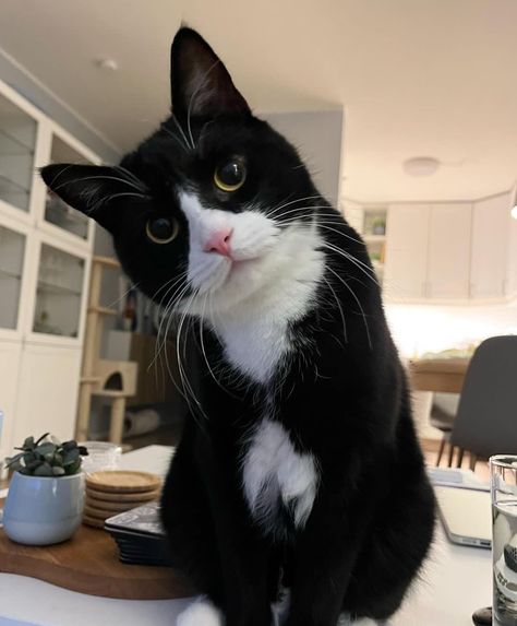 Cute Cat 🐱kettens 🐱cute cats 😻pets 😻 Dream's Cat, Cat Plants, Black And White Cat, Cute Cats Photos, Tuxedo Cat, White Cats, Cat Aesthetic, Funny Cute Cats, Cute Cats And Dogs