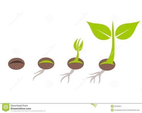 Plant germination. Plant seed germination stages. Vector illustration #Sponsored , #germination, #Plant, #Vector, #illustration, #seed Seed Illustration, Win Lose Or Draw, Sprouting Seeds, Black And White Cartoon, Seed Germination, Background Drawing, What To Draw, Growing Seeds, Wildflower Seeds