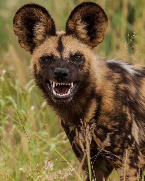 Hyena Ears, Photos Of Animals, Wild Dog, African Wild Dog, Animals Photography, Wild Animals Pictures, Animal Study, Pretty Animals, African Wildlife