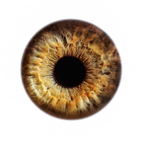 What do you love to #see ? #Eye #Eyes #Human Eye Iris, Iris Eye, Eye Texture, Portrait Photography Men, Windows To The Soul, Eye Photography, Human Eye, Irises, Pretty Eyes