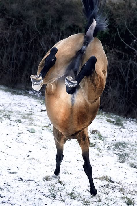 ☀yippee! first snow! by Dan65* Horse Kicking, Horse Riding Holiday, Equine Anatomy, Horse Poses, Horse Reference, Horse Anatomy, Horse Inspiration, Animal Reference, I Love Horses