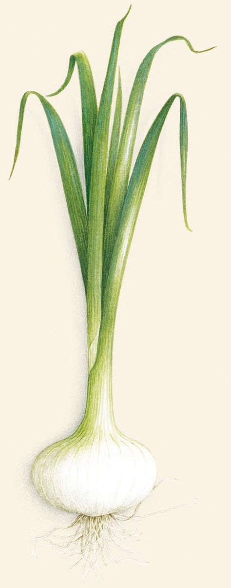 Vincent Jeannerot Onion Drawing, Plants Are Friends, Colored Pencil Artwork, Watercolor Fruit, Botanical Tattoo, Nature Drawing, China Painting, Green Onion, Scientific Illustration