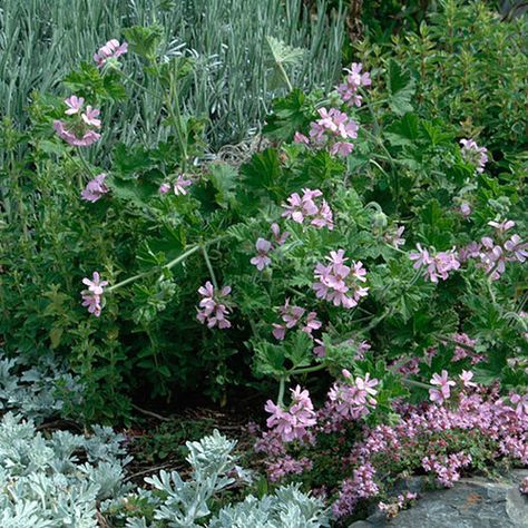 Alaska Gardening, Evergreen Perennials, Year Round Flowers, Pale Pink Flowers, Mauve Flowers, Geranium Plant, Edible Roses, Clematis Plants, Scented Geranium