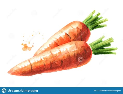 Fresh Carrots. Watercolor Hand Drawn Illustration Isolated on White Background. Stock Illustration - Illustration of plant, green: 131253063 Carrots Drawing, Carrots Watercolor, Carrot Photography, Carrot Painting, Carrot Watercolor, Carrot Drawing, Carrot Colour, Fresh Carrots, Vegetable Painting