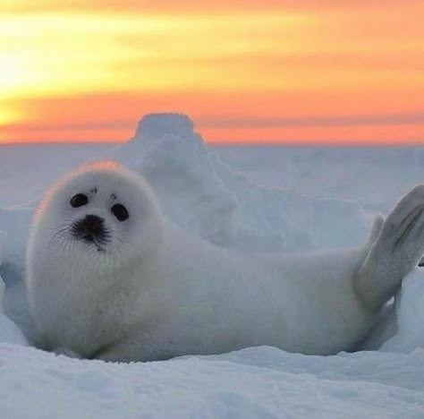 Funny Seal, Wilderness Animals, Image Illusion, Funny Seals, Image Zen, White Seal, Harp Seal, Cute Seals, Seal Pup