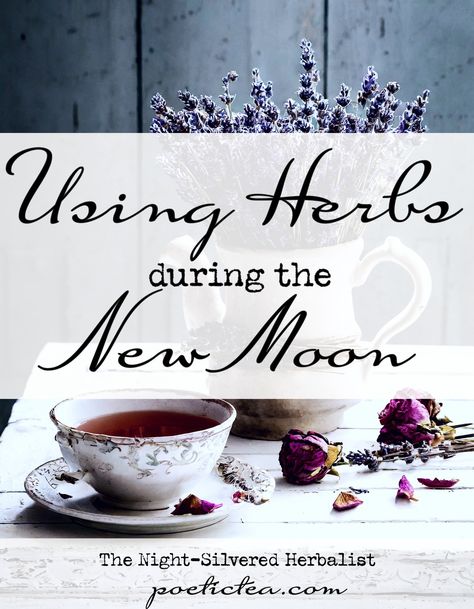 Using Herbs during the New Moon Full Moon Herbs, Herbs For New Moon, New Moon Tea, Herbs For Full Moon, Full Moon Tea, New Moon Phase, Dream Pillow, New Moon Rituals, Herbal Bath