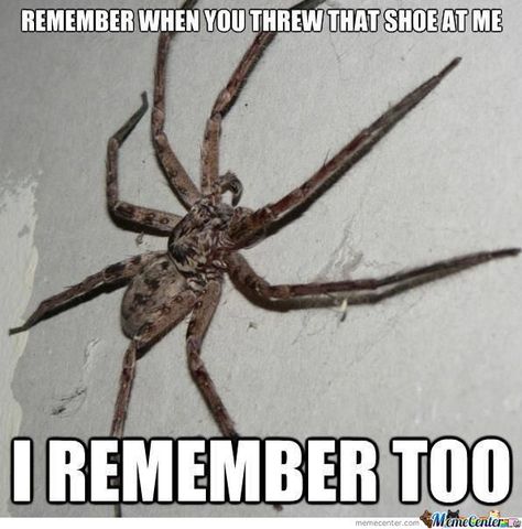 Funny Spider Memes, Spider Meme, Spiders Funny, Spiders Scary, Very Funny Memes, Creepy Crawlies, Funny Animal Memes, Really Funny Memes, Animal Memes