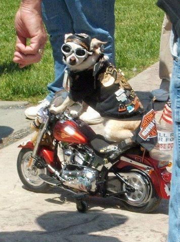 Chihuahua..So Cute!!! Biker Cowboy, Motorcycle Humor, Biker Dog, Go Dog Go, Golf Wall Art, Lovers Pics, Motorcycle Pictures, Chihuahua Love, Silly Dogs