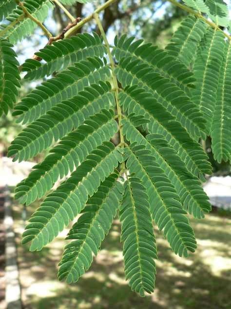 This is a leave of an Acacia tree Acacia Plant, Ghaf Tree, African Leaves, Africa Trees, Art From Nature, Mimosa Flowers, Branch Drawing, Human Digestive System, Minecraft Texture