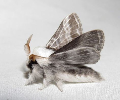 God is in Control — Tolype velleda - Large tolype Family: ... Fluffy Moths, Cute Moths, Poodle Moth, Moth Species, Cute Moth, Cool Bugs, Moths And Butterflies, Beautiful Bugs, Creepy Crawlies