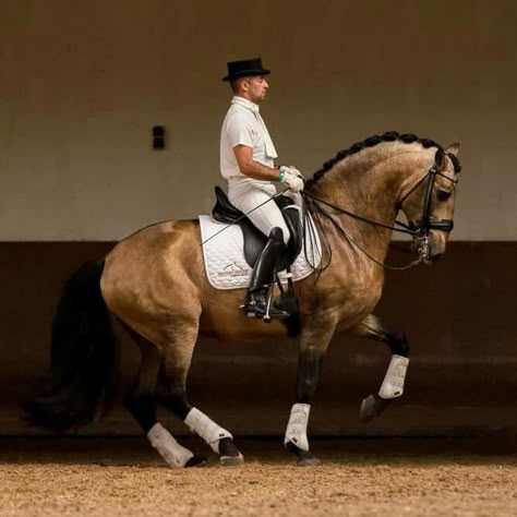 Horses Friesian, Lippizaner, Horses Palomino, Lusitano Stallion, Lusitano Horse, Spanish Horse, Horse Inspiration, Horse Dressage, Photography Animals