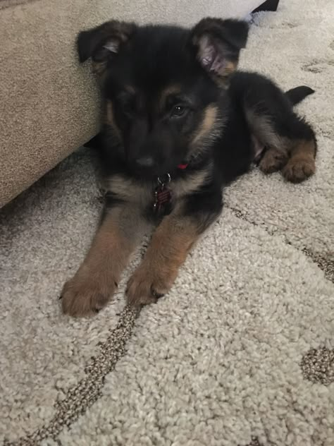 Puppy German Shepard, Baby German Shepherds, Cute German Shepherd Puppies, German Shepherd Puppy, Super Cute Puppies, German Shepards, Cute Animals Puppies, Very Cute Dogs, Puppies Cute