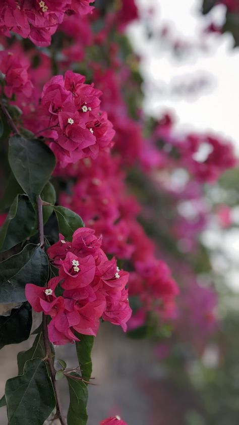 Pink Bougainvillea Aesthetic, Bogainvelia Aesthetic, Bogunvellia Flowers Aesthetic, Bogan Villa Flowers, Bogenvilla Plant Aesthetic, Bougenville Flowers, Bougainvillea Aesthetic, Nature Snapchat, Diwali Animation