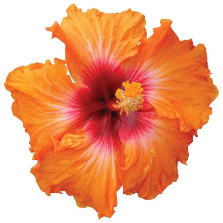 Hibiskiss-Kiss-N-Tell Hibiscus Plant, Flower Icons, Nothing But Flowers, Flower Therapy, Hibiscus Flowers, Tropical Flowers, Pretty Flowers, Wallpaper Iphone, Hibiscus