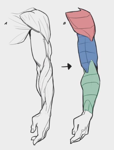 Male Arms Drawing Reference, Male Arm Anatomy Drawing, How To Draw Arms Male, Male Anatomy Reference Arms, Male Arm Ref, Anatomy Arms Drawing, Male Arm Muscle Reference, Men Arms Drawing, Arm Study Reference