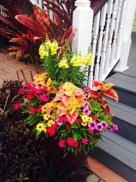 container garden in st augustine--we won second place in Flowers La Florida competition with this pot! Thriller Spiller Filler Ideas, Spiller Plants, Fall Container Plants, Gardening Containers, Small Scale Gardening, Hydrangea Shrub, Herb Containers, Fall Containers, Container Gardening Flowers