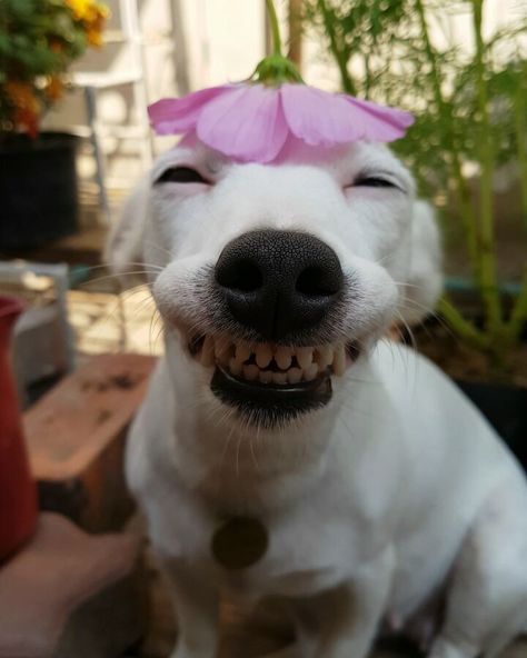 This Dog's Infectious Smile Is Breaking Everyone's Heart Smiling Dog, Smiling Animals, Cute Animal Memes, Dapple Dachshund, Silly Dogs, Smiling Dogs, White Dog, Funny Animal Memes, Summer Hat