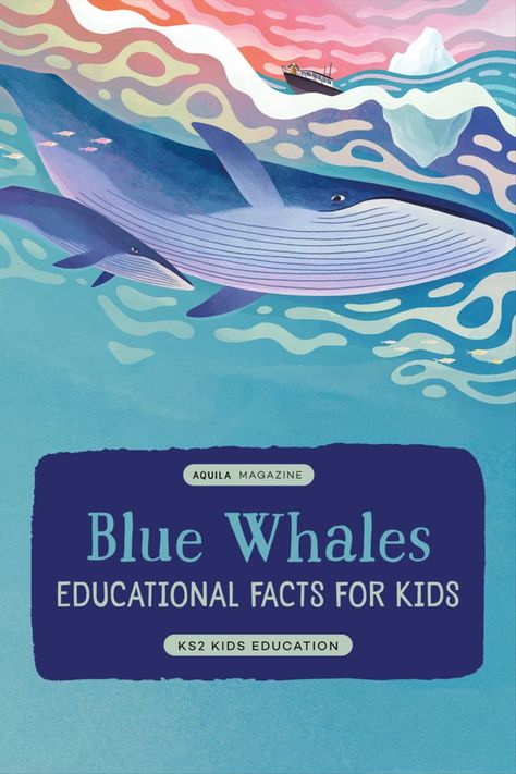 In the Giants issue of AQUILA we took a look at the Antarctic blue whale’s unlikely comeback. Once abundant across the world’s oceans, commercial hunting took the blue whale’s population down to a critically endangered level. Thankfully though, numbers are starting to creep up again – albeit very slowly. Let’s take a closer look at the most MASSIVE living species on our amazing planet. Whale Facts For Kids, Aquila Magazine, Blue Whale Facts, Whale Facts, Blue Whales, Facts For Kids, Cartoon Series, The Giants, Cartoons Series