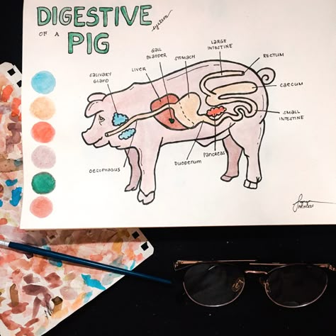 Digestive System of a Pig drawing illustration (watercolor) Animal Digestive System Project, Vet Poster Ideas, Pig Demonstration Ideas, 4 H Pig Poster Ideas, Agriscience Fair Projects Ffa, Pig Poster Ideas For Fair, 4h Pig Poster Ideas, Vet Science 4h Project, 4h Demonstration Ideas