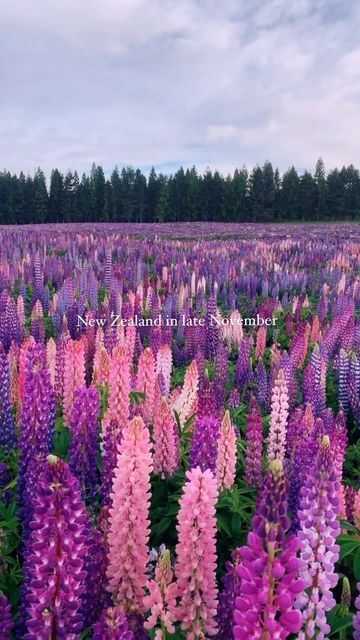 Lake Pukaki, Fiordland National Park, Ocean Flowers, New Zealand Landscape, Late November, Favourite Flowers, Mysterious Places, Sunset Summer, Boulder Colorado