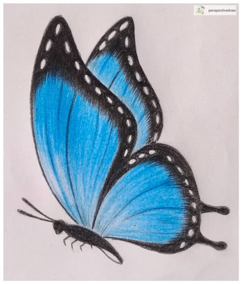 Butterfly drawing 🦋 Follow for more drawings #drawings #drawing #drawingsforbeginners #draw #drawingskills #drawingstudy #drawingsketch… Butterfly Drawing Images, Pencil Colour Painting, Photo Papillon, Butterfly Art Drawing, Shading Drawing, Color Pencil Sketch, Pencil Sketch Images, Colored Pencil Artwork, Cool Pencil Drawings