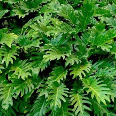 Tropical Plant Landscaping Ideas, Tropical Shrubs Landscape, Lanai Plants Florida, Florida Zone 9b Landscaping, Small Tropical Front Yard Landscaping, Natural Florida Landscaping Ideas, Florida Shade Landscaping, Small Front Yard Landscaping Florida, Tropical Landscape Plants