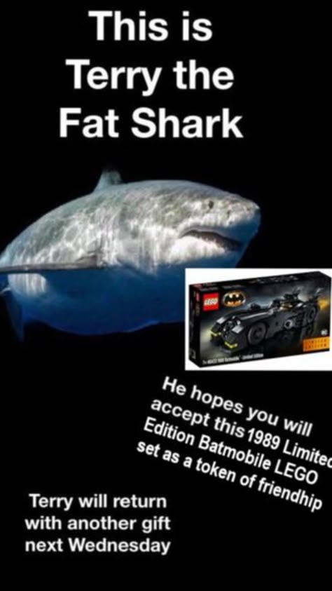 I hope y'all love Terry The Fat Shark as much as I do, and I'll be posting him almost every week (if I remember) Marine Biology Memes, Terry The Fat Shark, Silly Sharks, Shark Stuff, Shark Facts, Shark Pictures, Shark Bait, Shark Gifts, Sharks Funny